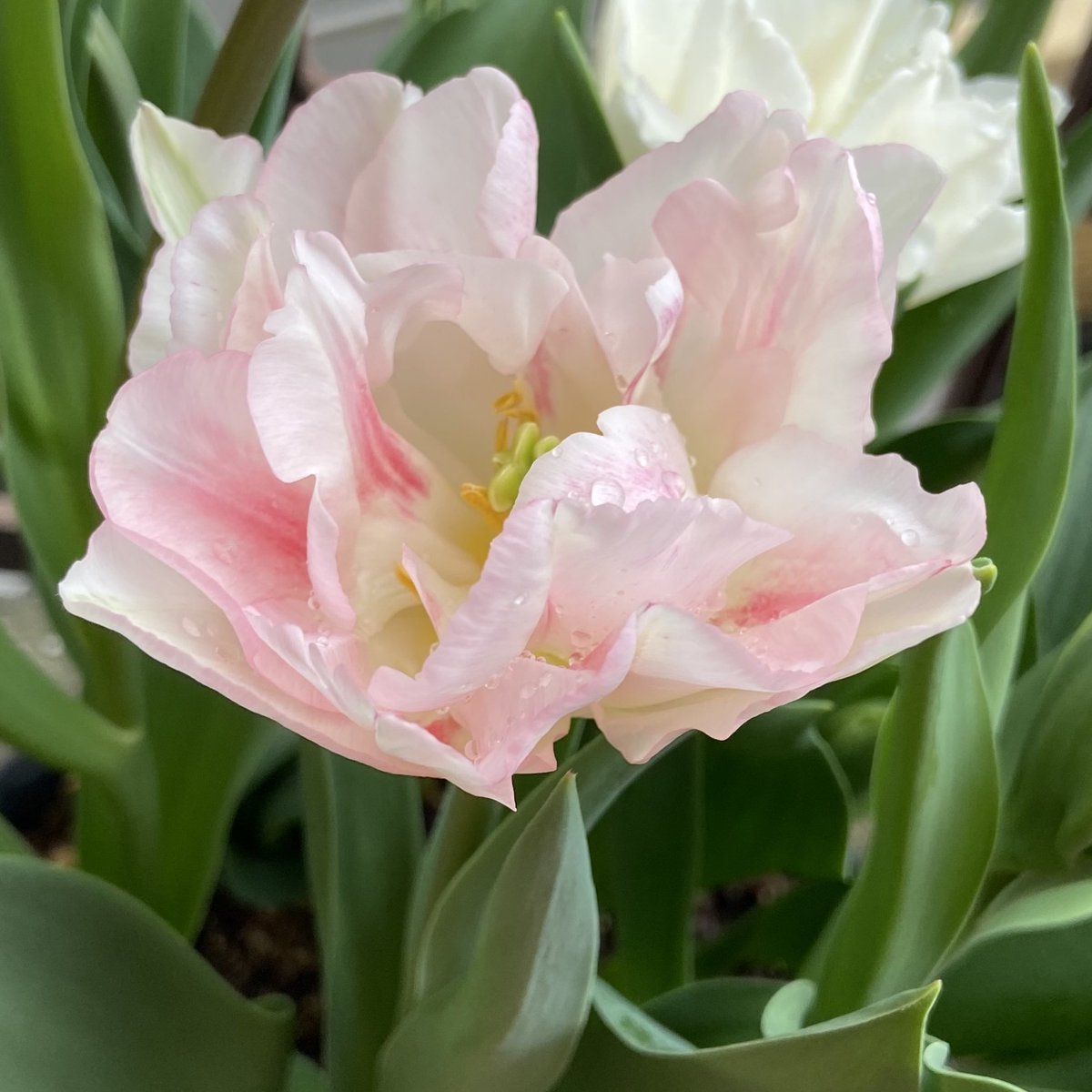 去年球根買って植えたチューリップが咲き始めて嬉しいです🌷(生存報告)