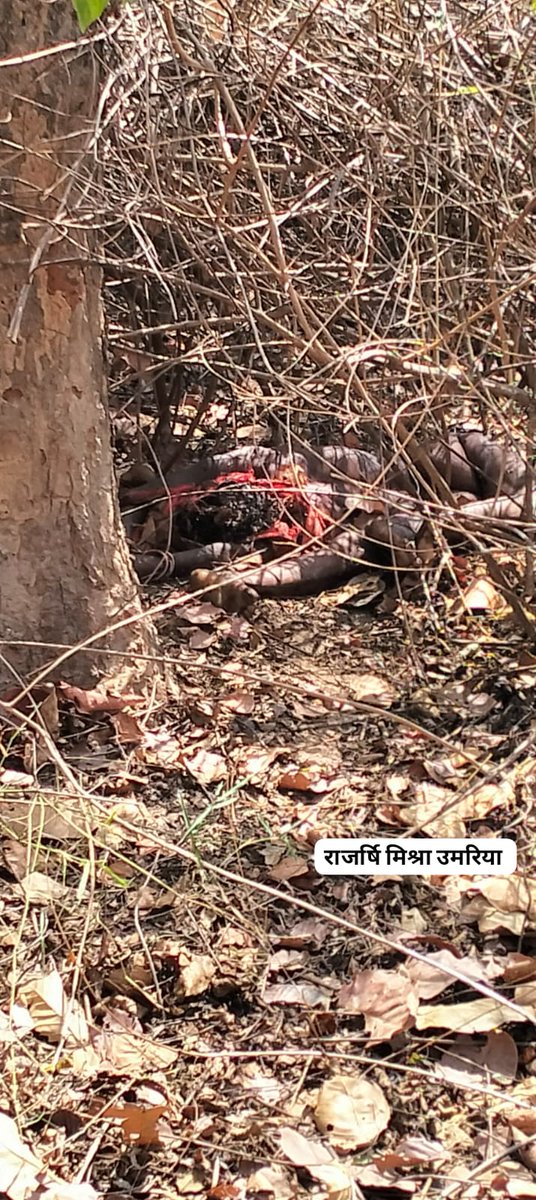 Ajaydubey9's tweet photo. बांधवगढ़, सतपुड़ा,पेंच ,पन्ना में महुआ बिनने के कारण बाघ-इंसान संघर्ष चरम पर है। इंसान और बाघ दोनों अपनी जान गंवा रहे हैं। वन विभाग के अधिकारियों को एसी कमरों से बाहर निकलकर ग्राउंड जीरो पर कमान संभालनी होगी #tiger 
@CMMadhyaPradesh @PMOIndia @ntca_india @byadavbjp https://t.co/UfV6VjgFIo