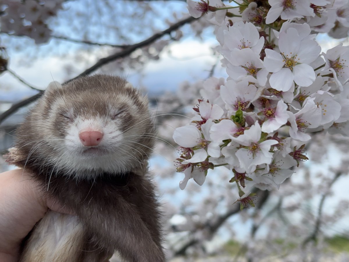 フェレットのちゃーちゃん🦦 tweet media