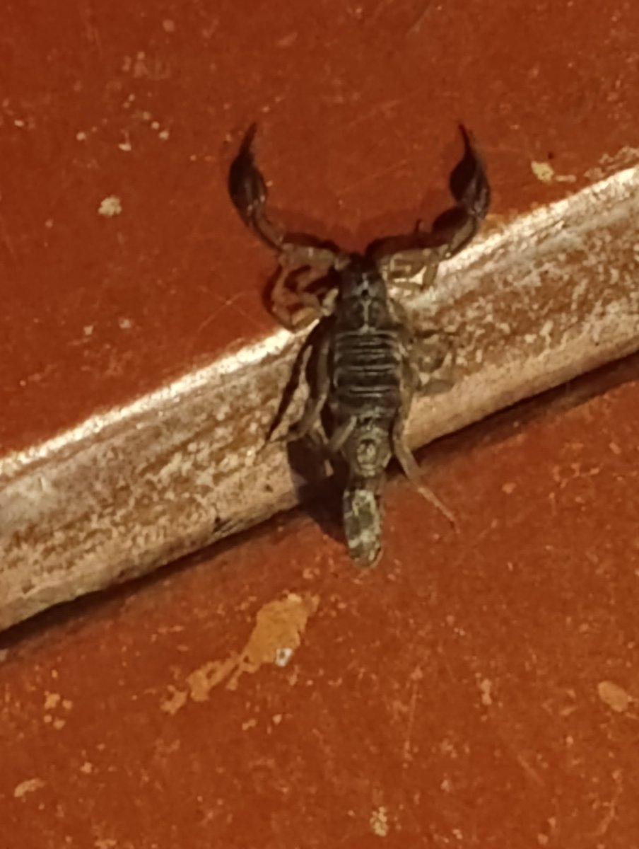 Berniedevortex tweet media