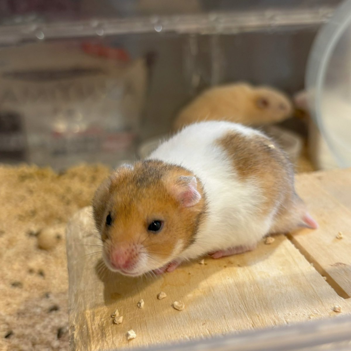 MOGUMOGUCAFE3's tweet image. 新しくベビちゃん達がやってきました🌟
ミルク．お触れ合いデビュー等までしばらくお待ちください☺️

☎︎03-3404-1180 （ご予約はお電話からでもOK🙆‍♀️）
#ハムスター　#hamster #햄스터　#倉鼠 #ハムスターカフェ