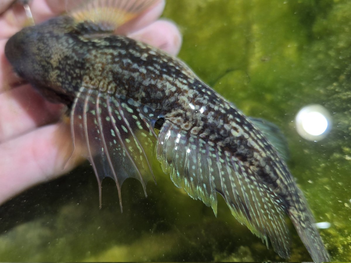 カッコよすぎる。
日淡も捨てたもんじゃあないぜ