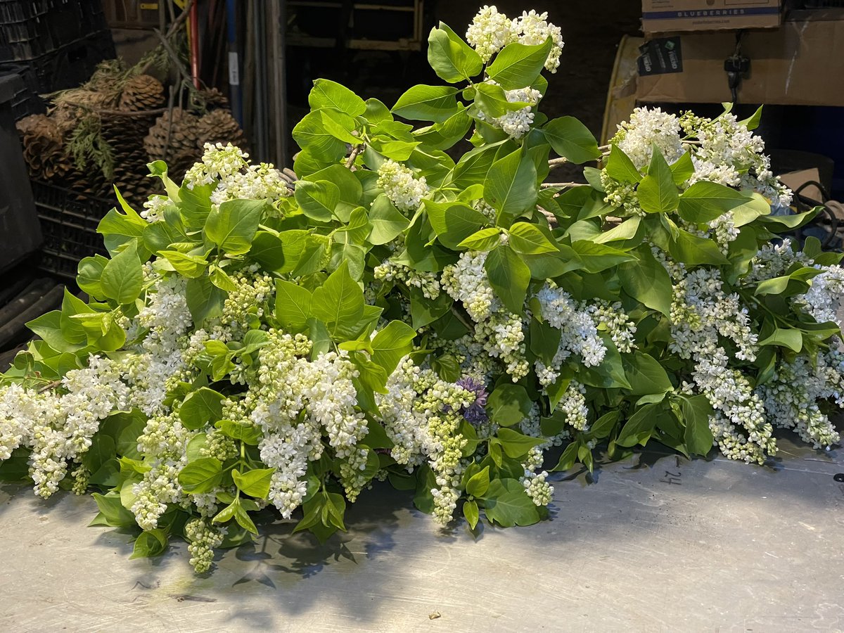 KMiles35228's tweet photo. White lilacs have started harvesting https://t.co/BxNDOSFRdl