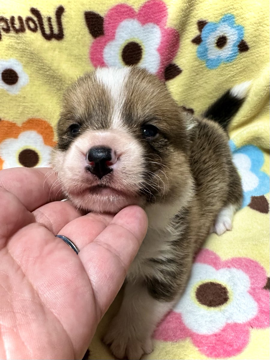 ウェルスターレッドコーギー犬舎 tweet media