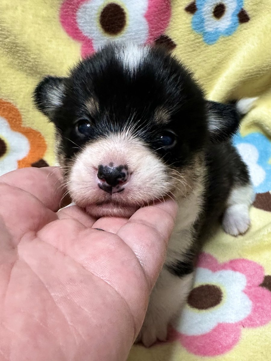 ウェルスターレッドコーギー犬舎 tweet media