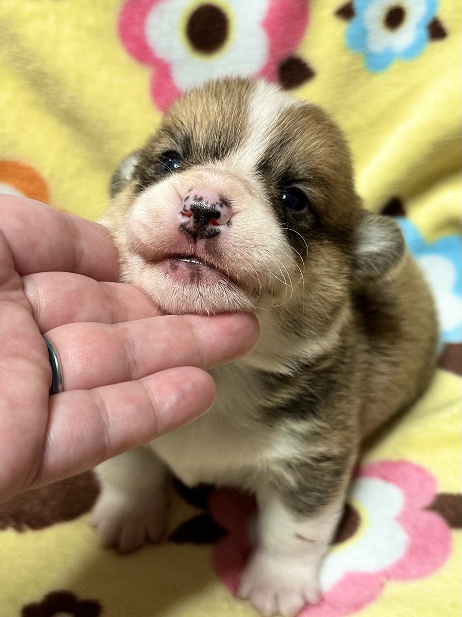 ウェルスターレッドコーギー犬舎 tweet media