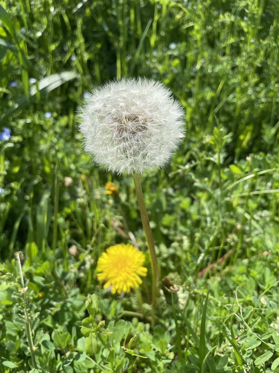 ケモちゃん|體リメイクレシピ tweet media