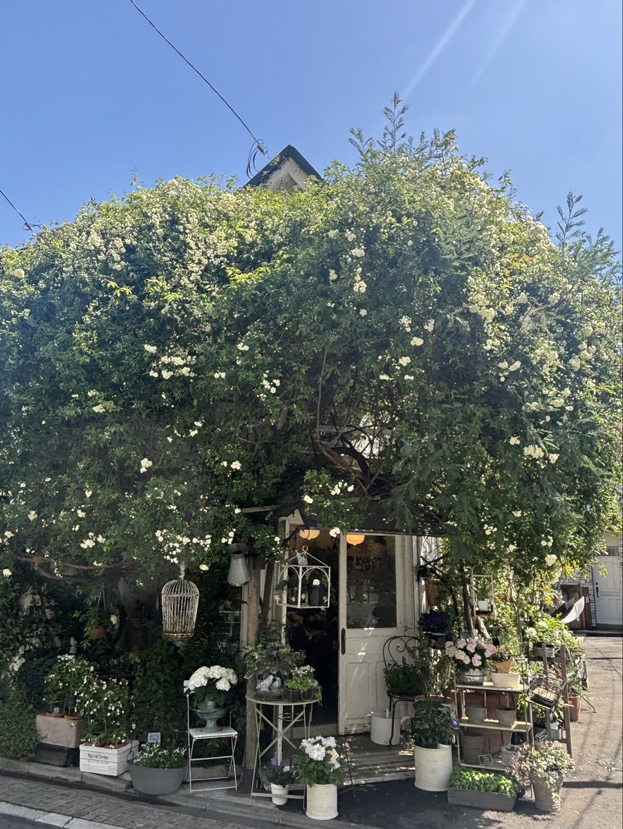 elsur_flower's tweet photo. ４月の営業のお知らせ

火曜日定休日
月〜土曜日　10時〜18時半まで
日、祝日　10時〜17時半まで

早々とモッコウバラが咲き始めました。

#西荻窪
#エルスール
#モッコウバラ
#新生活スタート
#花を贈る https://t.co/fyp7XNNx5X