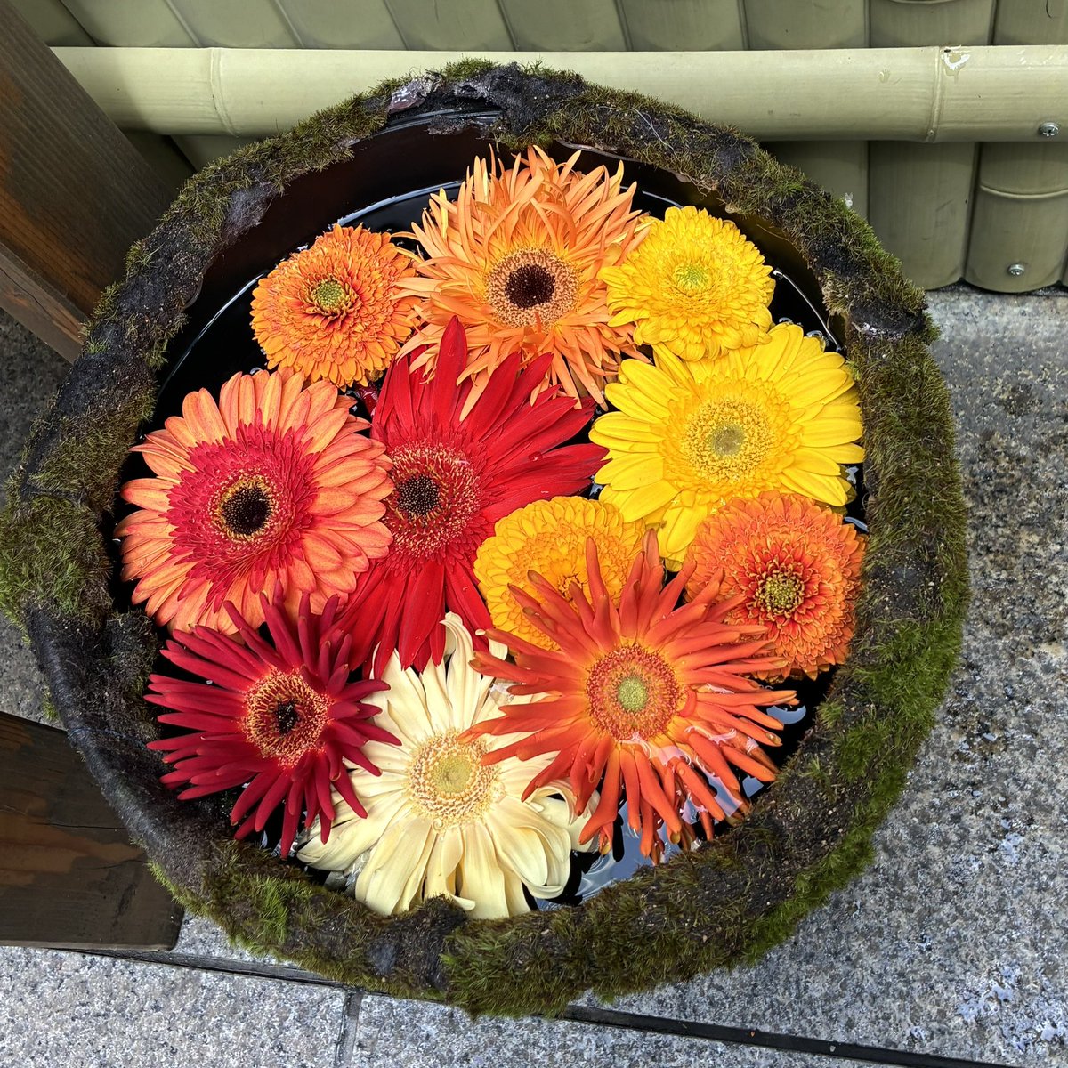 ふかふか愛莉 tweet media