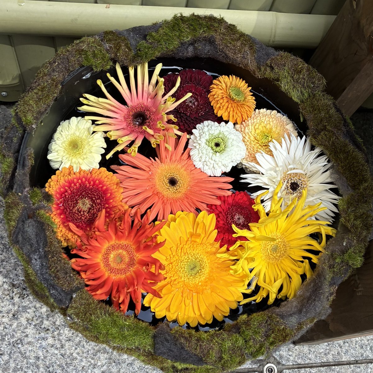 ふかふか愛莉 tweet media