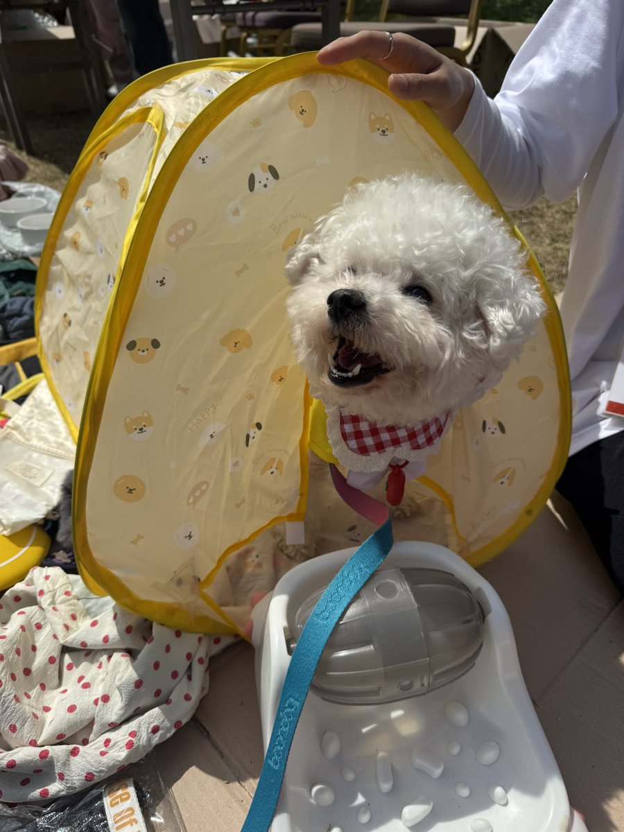 강보ㄹ| tweet media