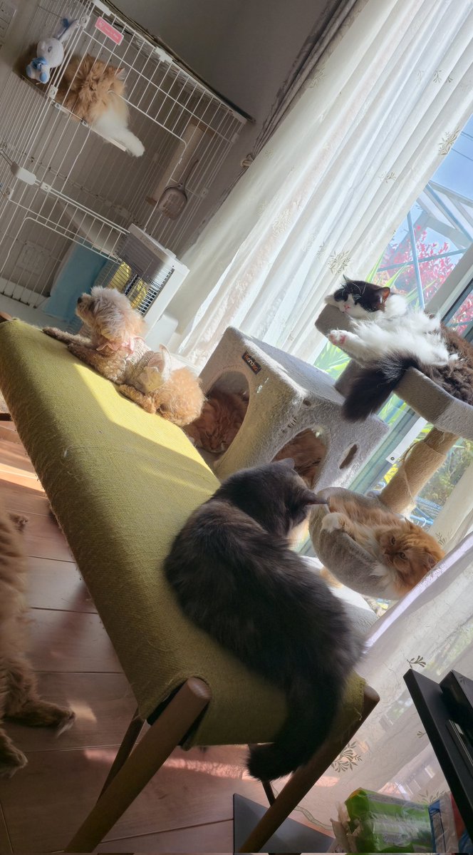 きのこのこのこ₍₍₍(ง🎃)ว⁾⁾⁾ tweet media