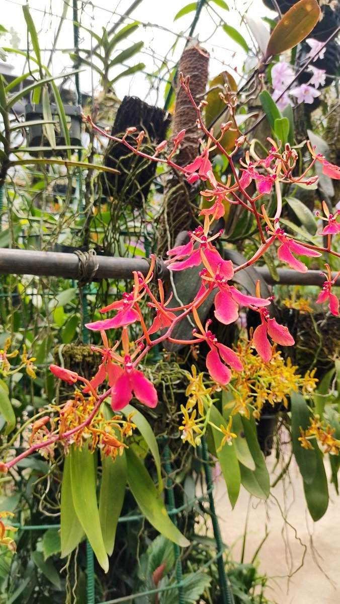 KRISHNA PUZARI tweet media