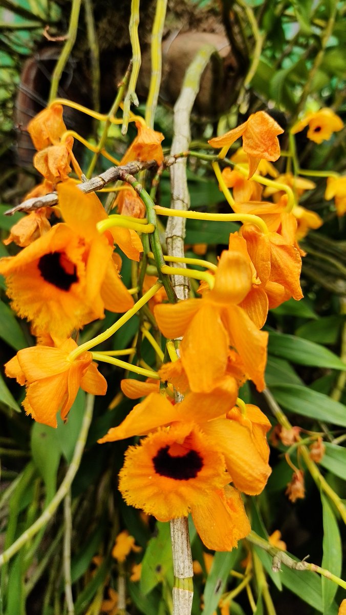 KRISHNA PUZARI tweet media