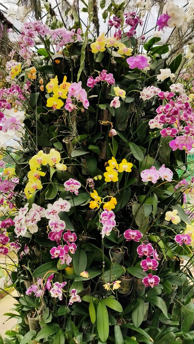 KRISHNA PUZARI tweet media