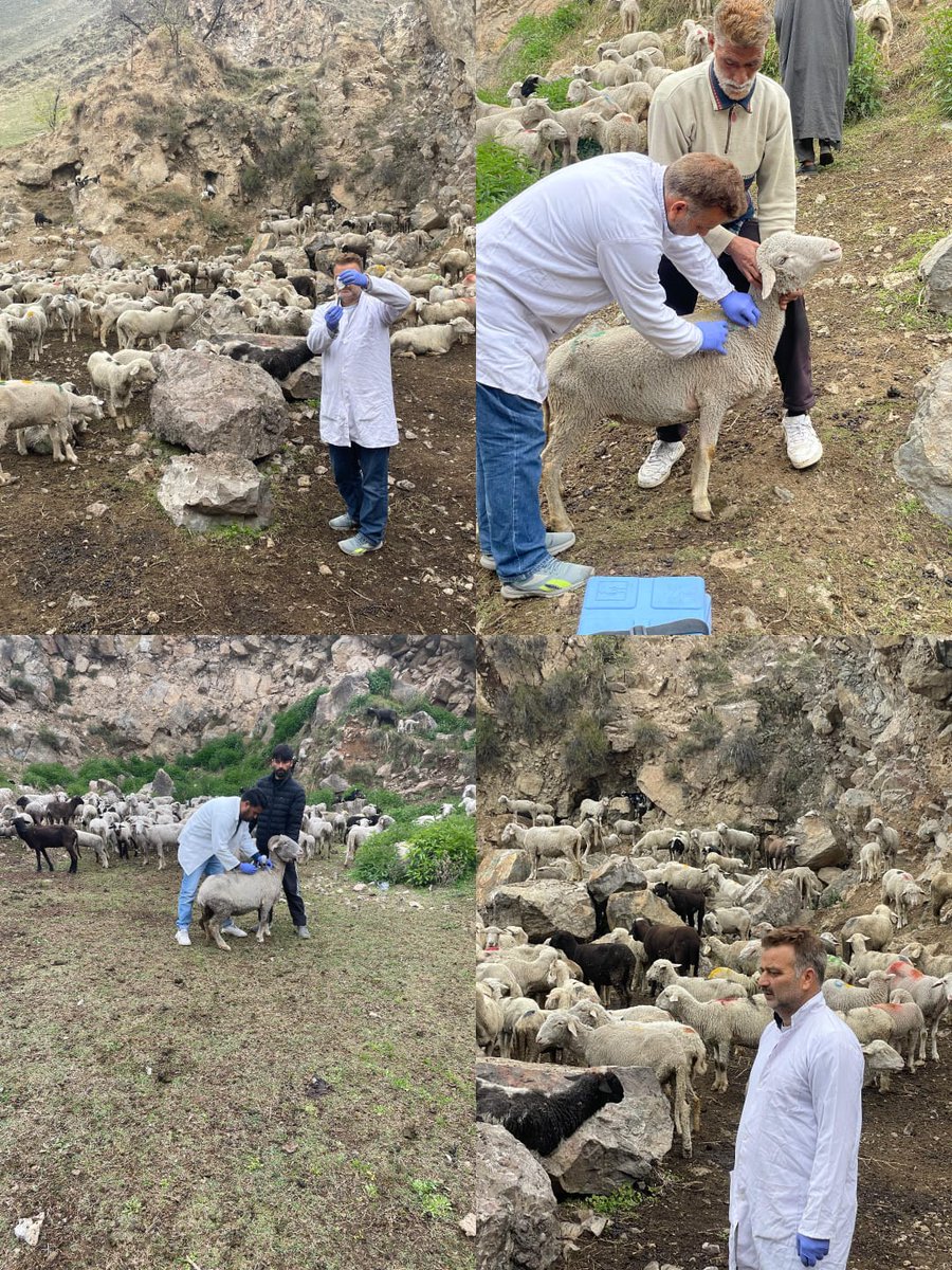 SheepDistr26375's tweet photo. #PPRVaccination Drive. 

@srinagaradmin 
@DirSHDK https://t.co/7DSXogX5MD