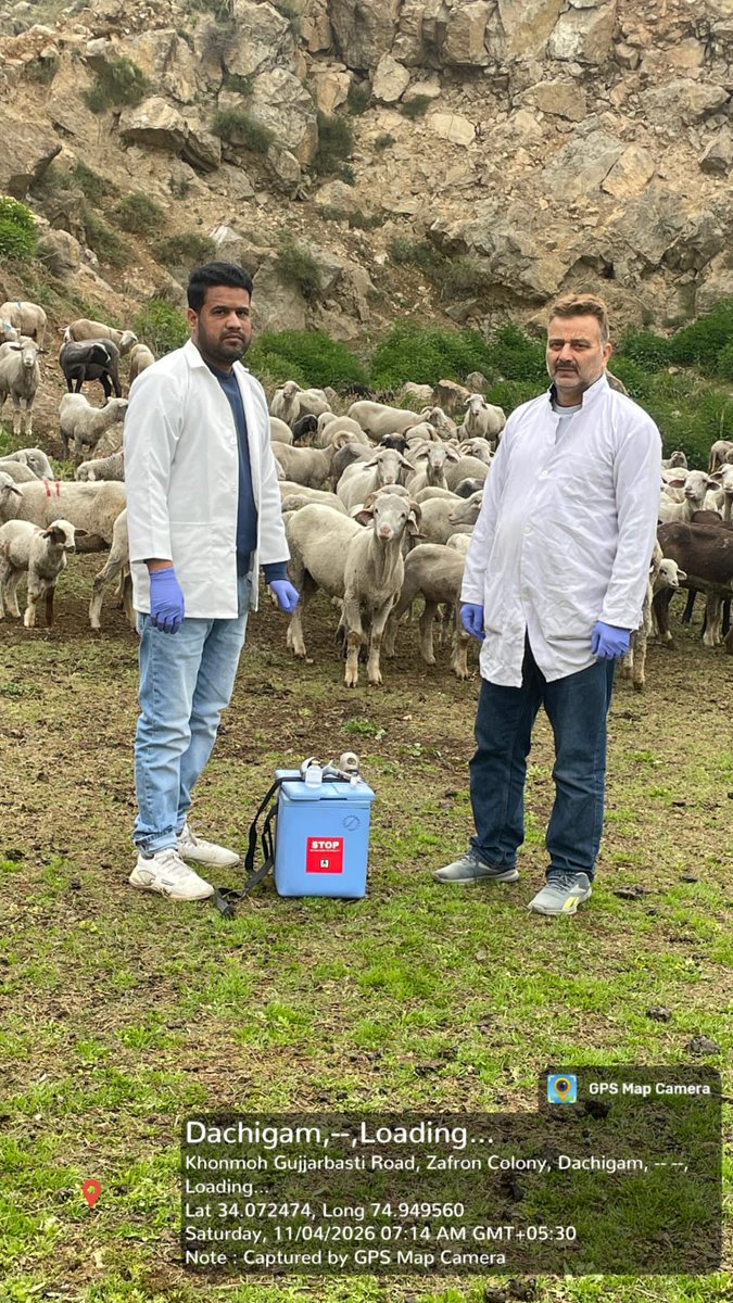 SheepDistr26375's tweet photo. #PPRVaccination Drive. 

@srinagaradmin 
@DirSHDK https://t.co/7DSXogX5MD