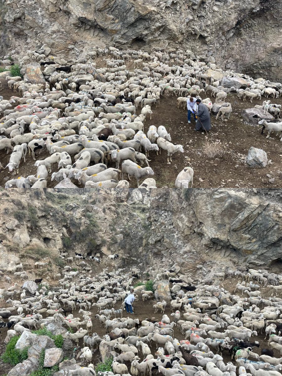 SheepDistr26375's tweet photo. #PPRVaccination Drive. 

@srinagaradmin 
@DirSHDK https://t.co/7DSXogX5MD