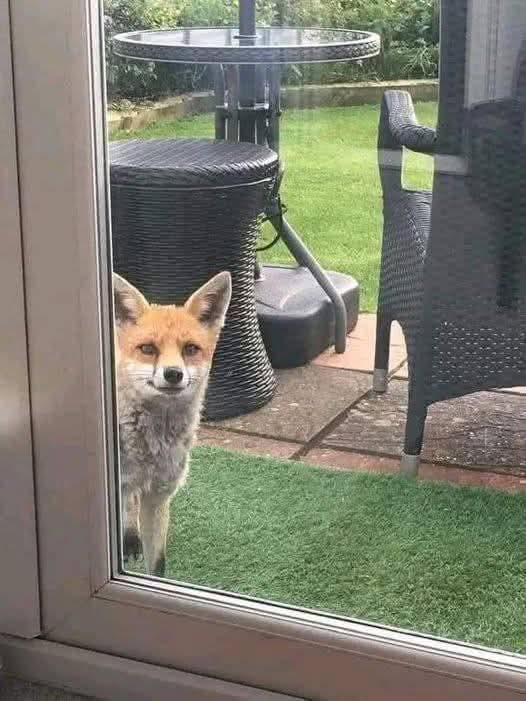 The Husky tweet media