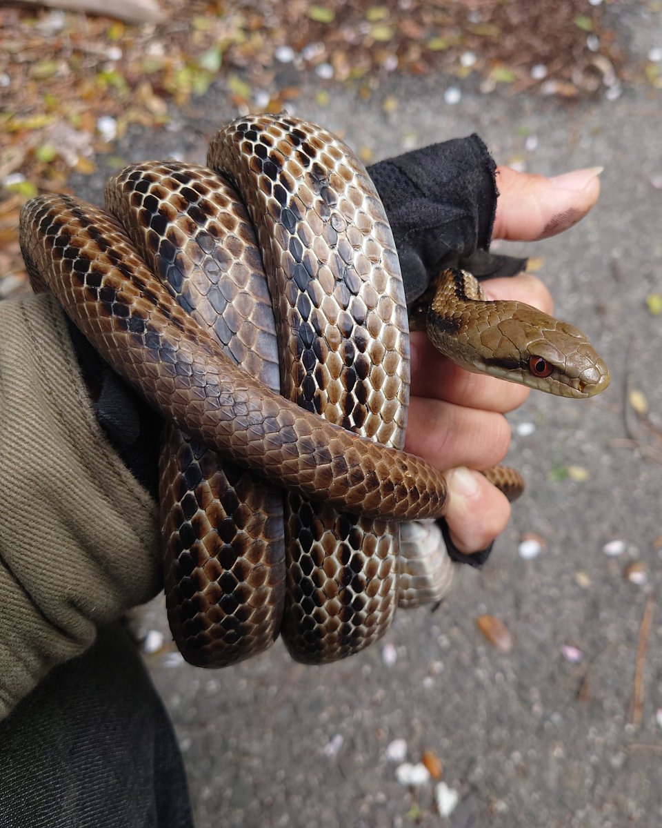 ユチマ tweet media