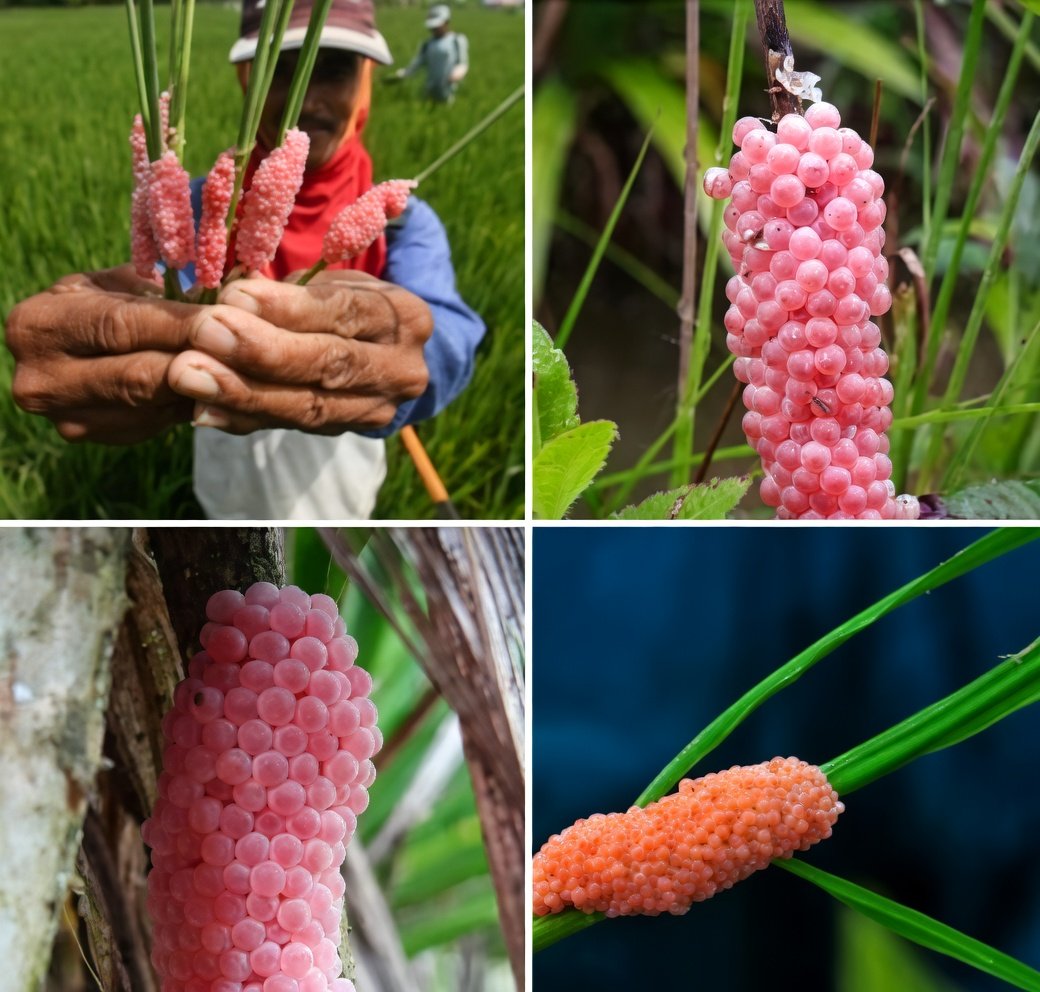 aril piterpen tweet media