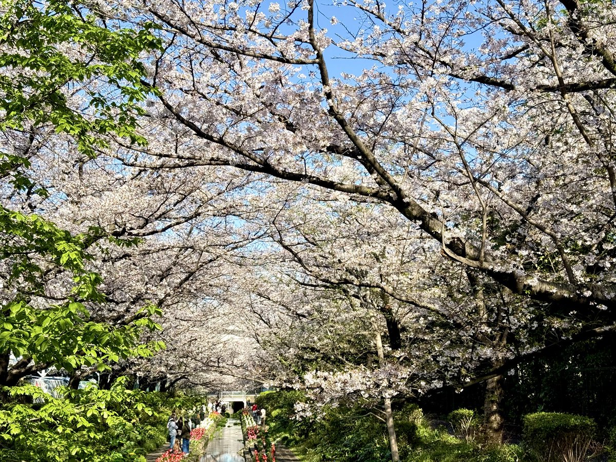 takapyon031's tweet photo. 忘れてました。
春だという事を。
桜の画像を貼っておきます。
 #桜 https://t.co/jQkt3p7vRR
