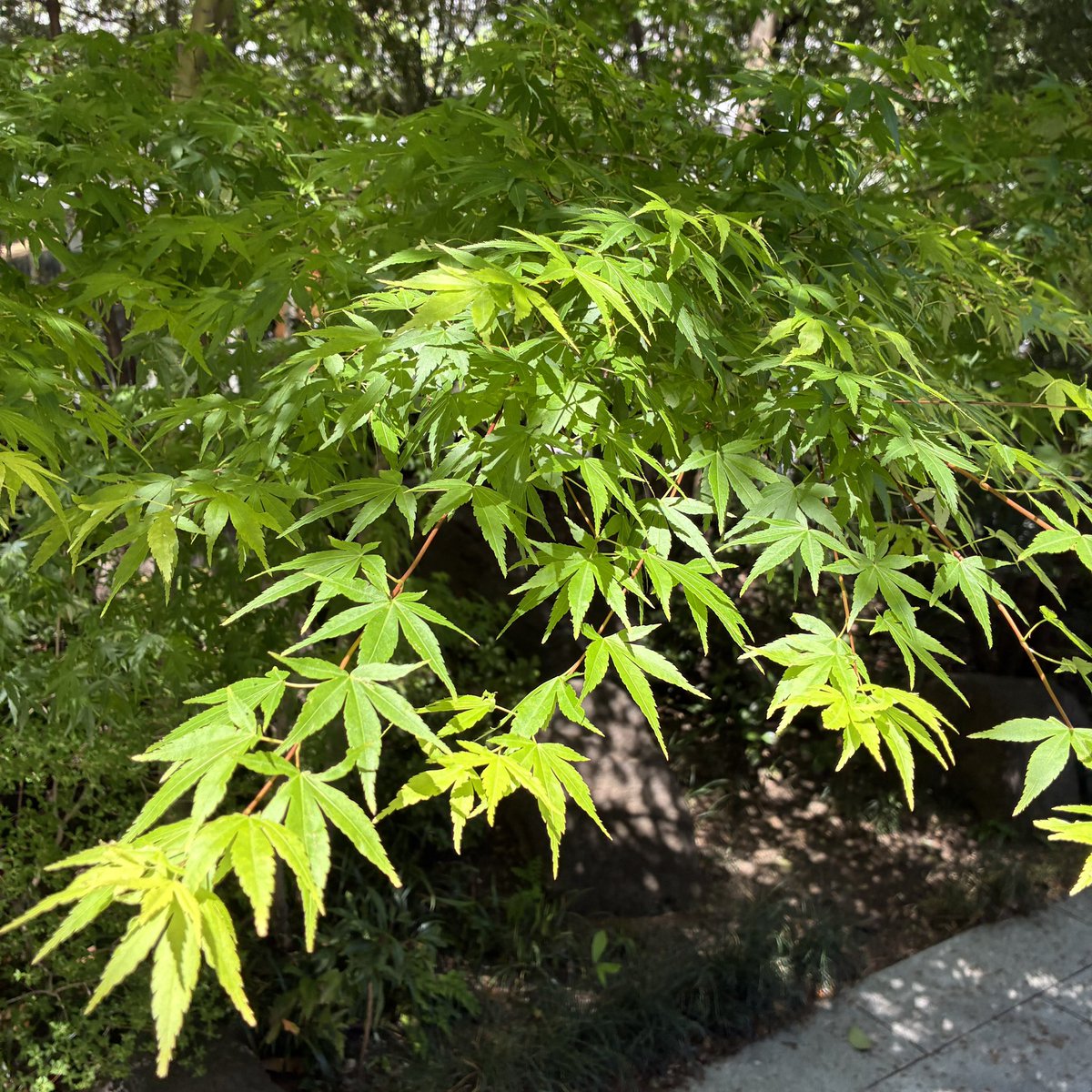 ふかふか愛莉 tweet media