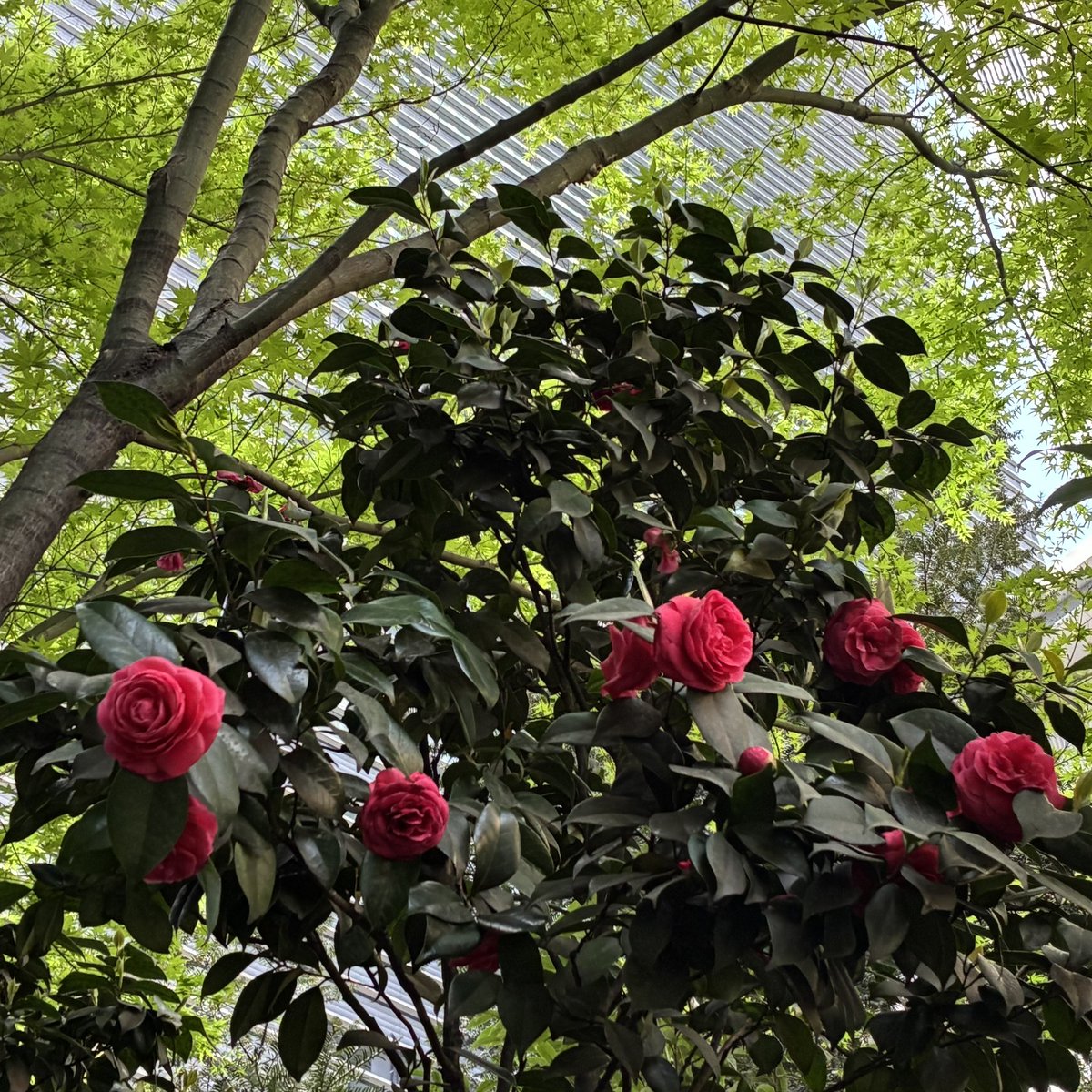 ふかふか愛莉 tweet media