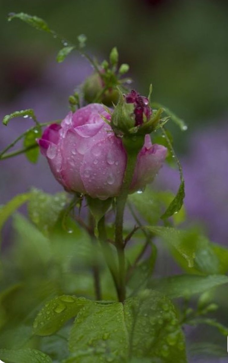 𝐭𝐚𝐧𝐮 (ثانو) tweet media