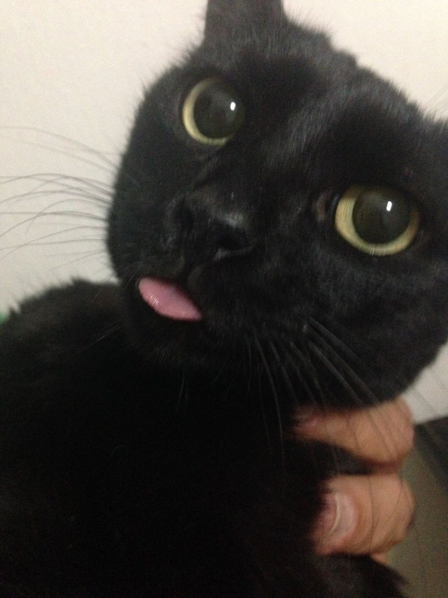 Black cats are not bad luck tweet media