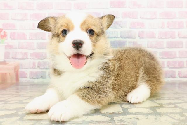 motoalpha_com's tweet photo. ８年前、飼っていたワンコが死んでしまい「悲しすぎるからもう飼わない」と決めていました。でもようやく心の整理がつき、また家族に迎え入れましたよ♡
らら(♀)ちゃんです https://t.co/lOJmzMSMZ4