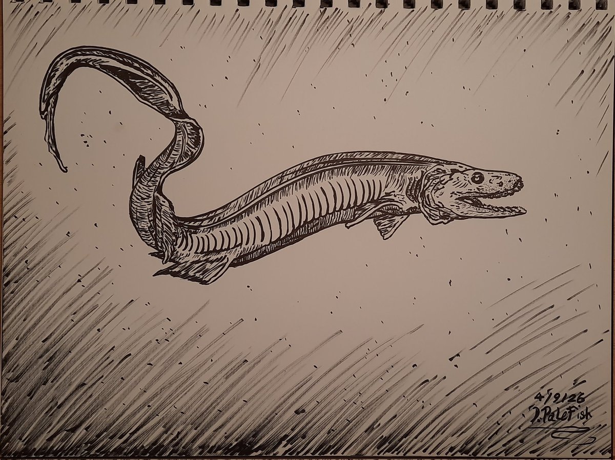 DPalefish's tweet photo. Frilled shark ink sketch 🦈 

#shark #sharks #frilledshark #sharkart #art #sketch #drawing #ocean #oceanlife #marinelife #marineanimals #oceancreatures #sea #fish #animalart #creatureart https://t.co/8JSljjYad3