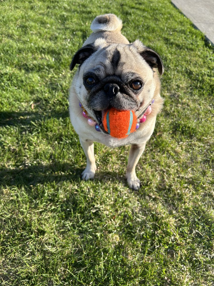 Lt. Petunia Mae Parker 🐷🐑 tweet media