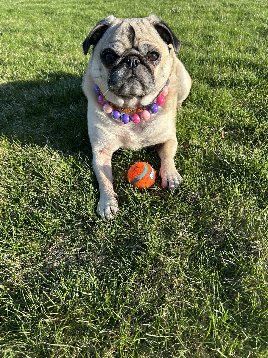 Lt. Petunia Mae Parker 🐷🐑 tweet media