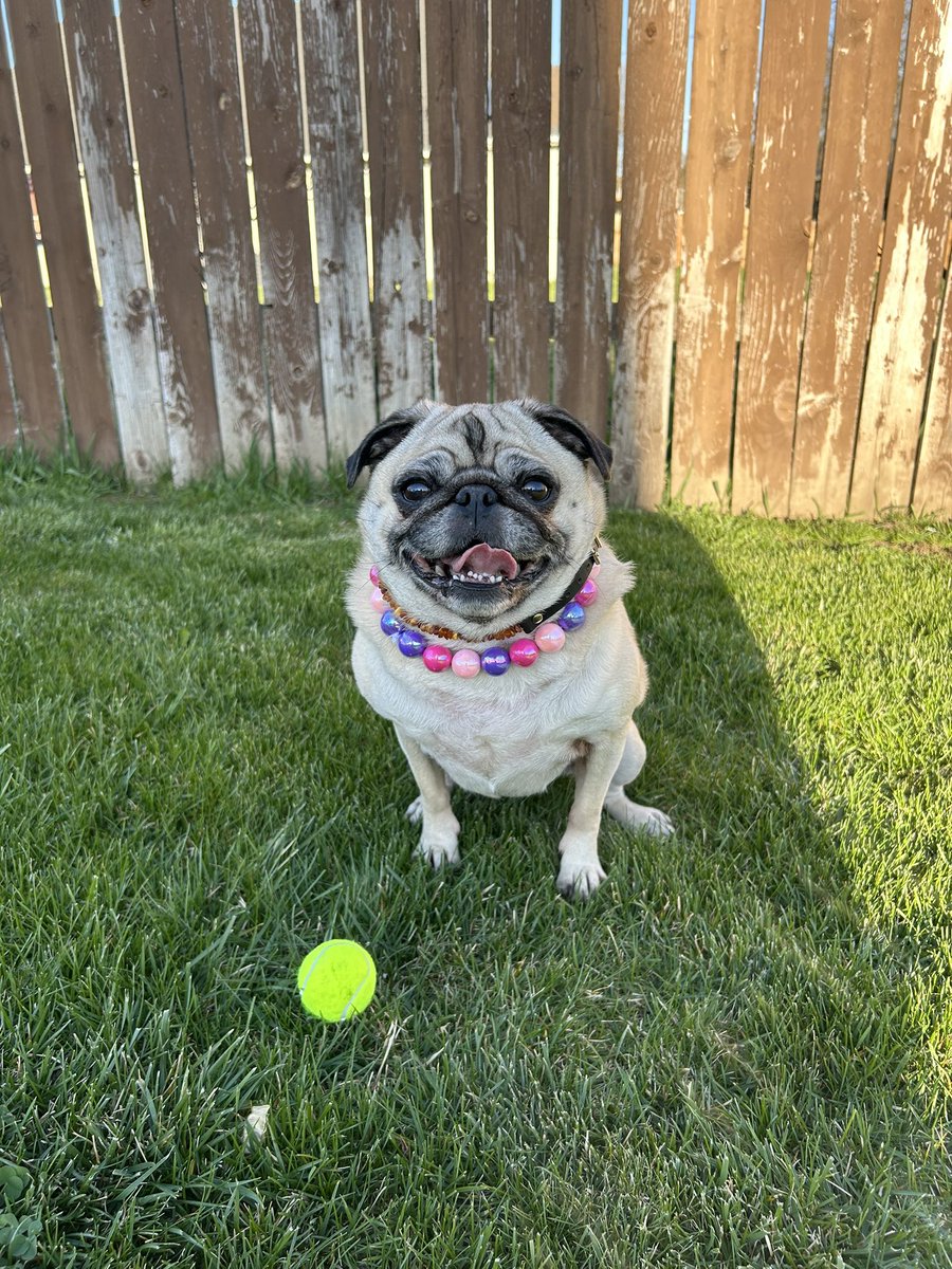 Lt. Petunia Mae Parker 🐷🐑 tweet media