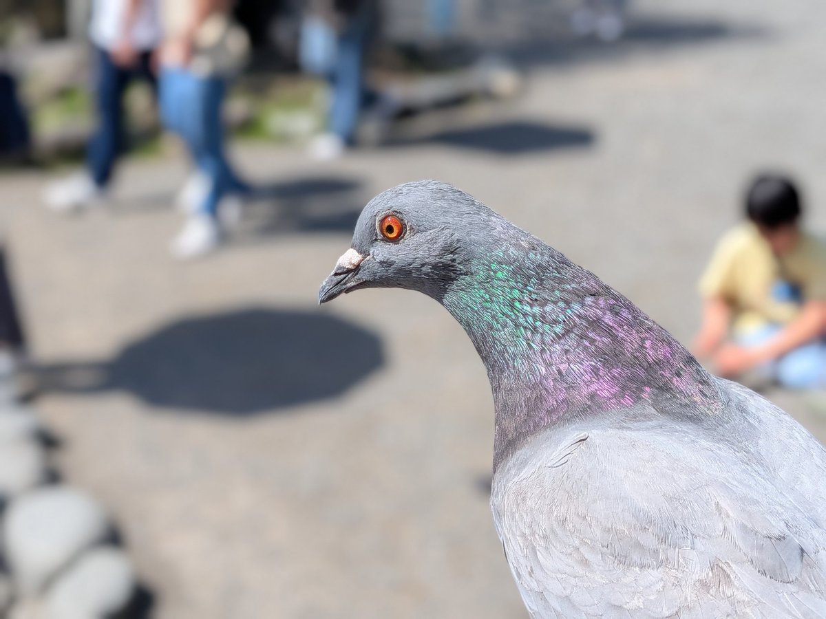 鳩のポートレート