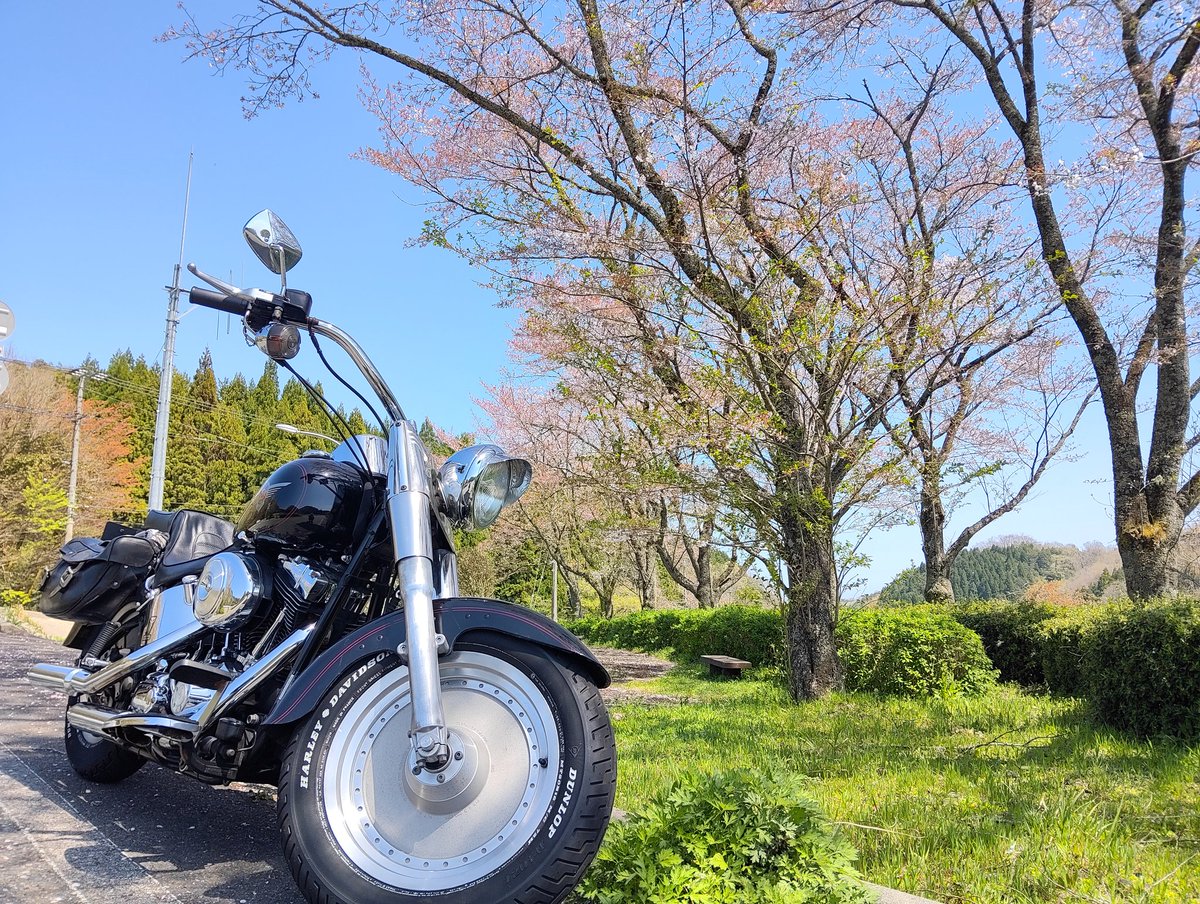 miyavidson tweet media