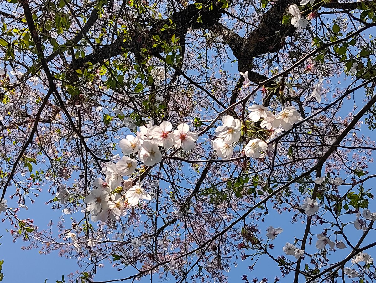 miyavidson tweet media