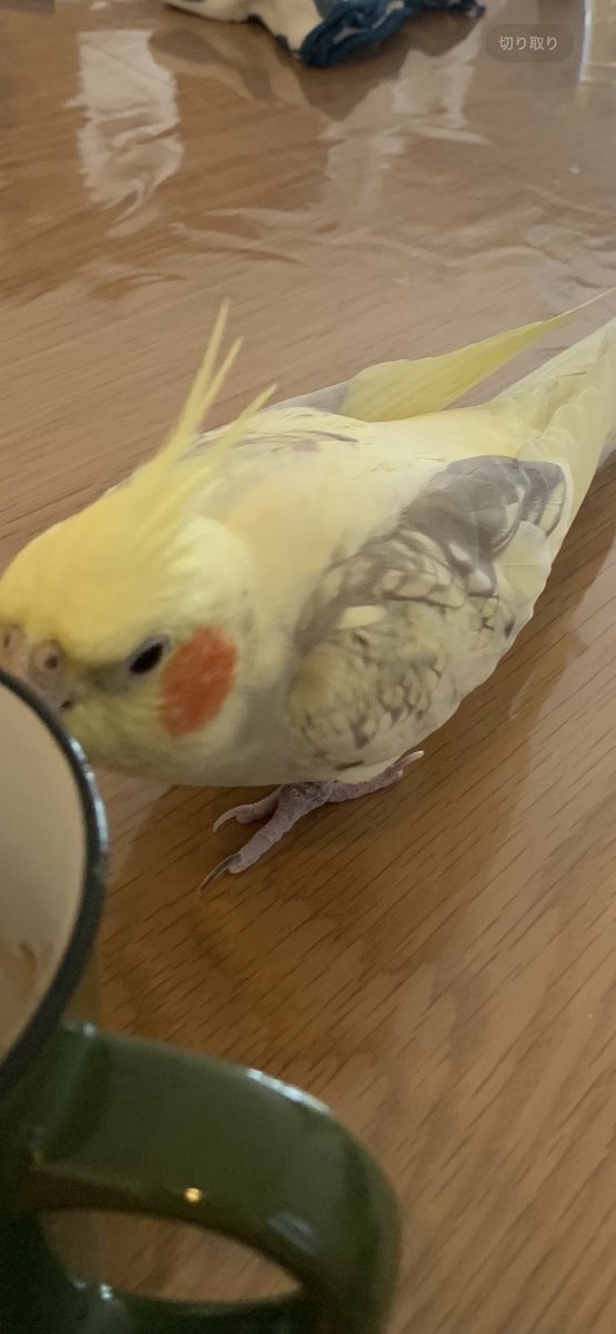 オカメインコ探しています_昭島 tweet media