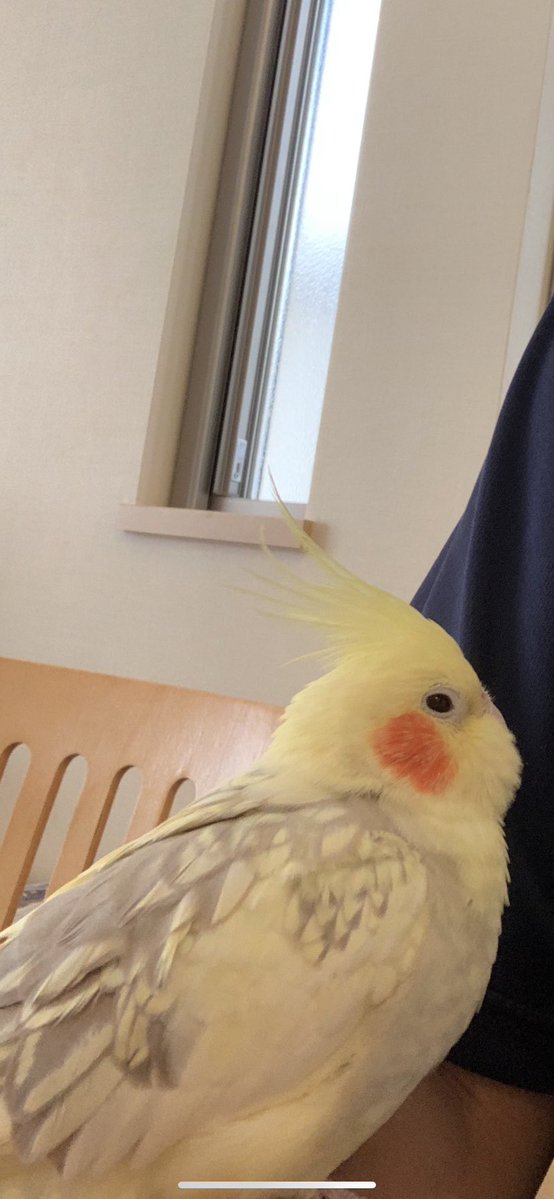 オカメインコ探しています_昭島 tweet media