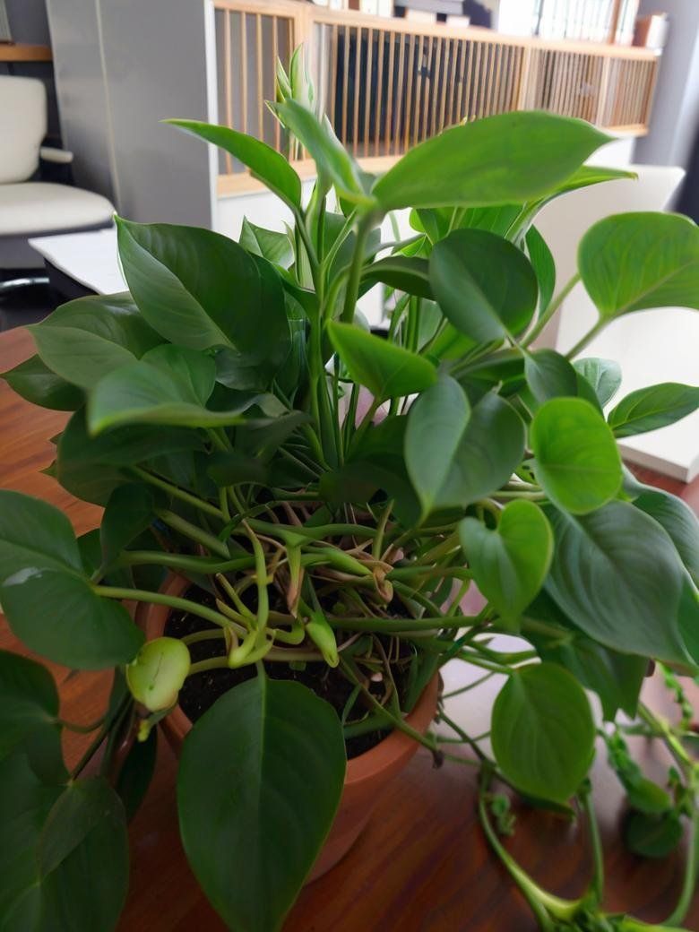 vanessa pelletier tweet media