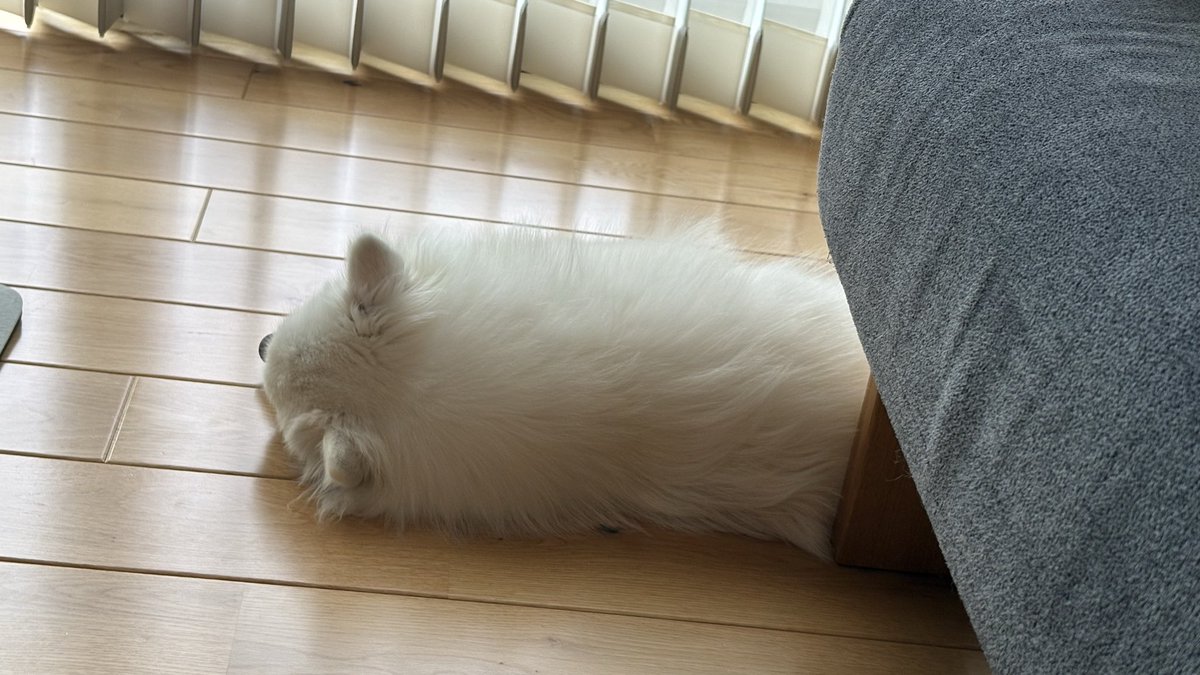 レタラの新米飼い主 tweet media