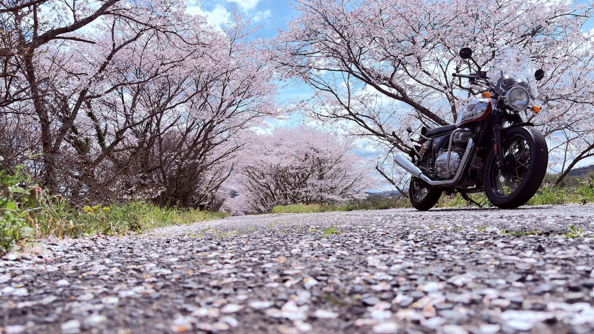 ゲコぞん tweet media