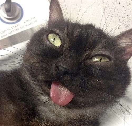 What would you name this cat?

中島裕翔

トンチキランド
