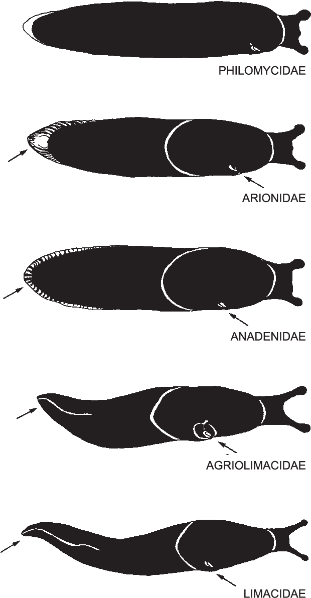 ii52 촉촉 좋아🐌🐚❤️ tweet media
