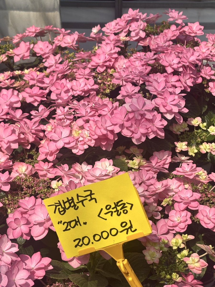 나 이런 수국는 처음봐 넘 이뿌다