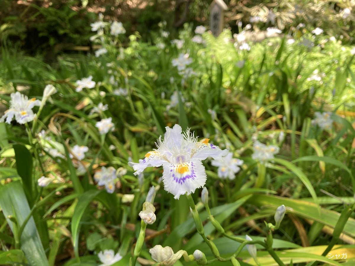 五島美術館 tweet media