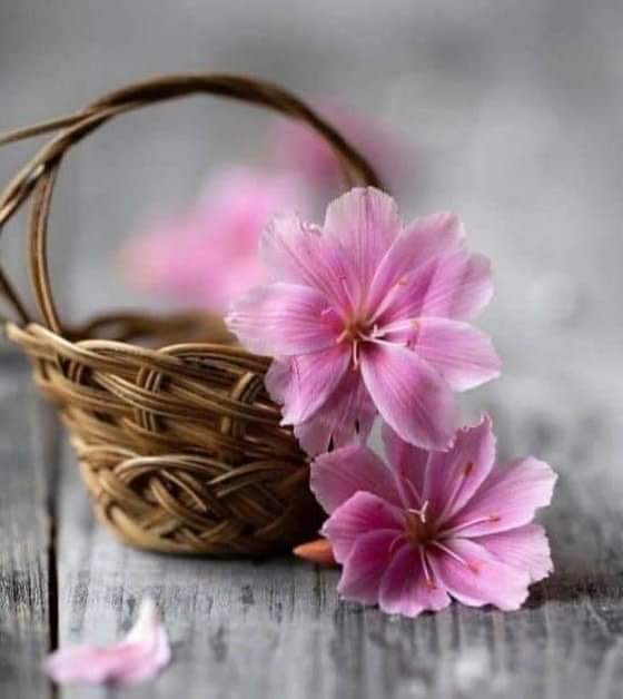 كلنا قابوووووس tweet media