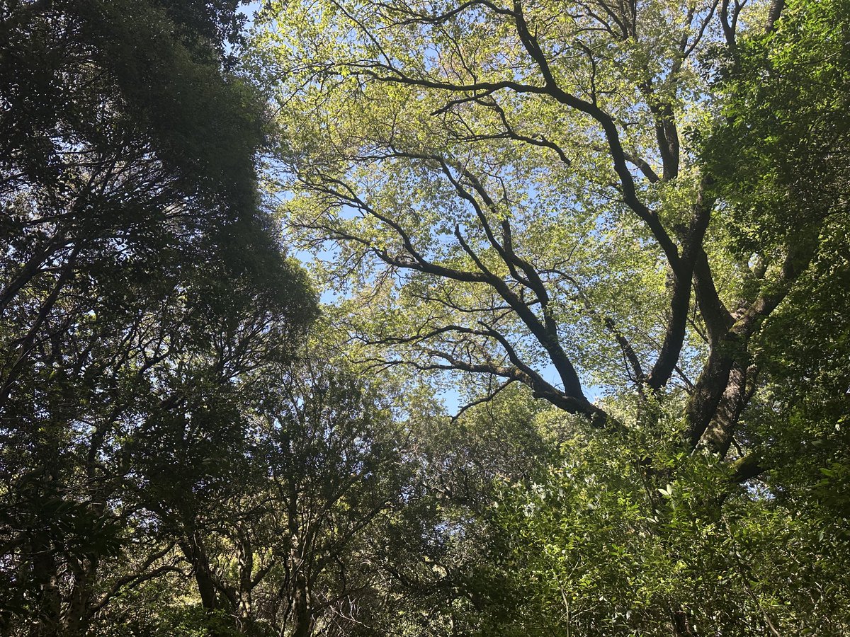 あさちゃん　Vtuber準備中 tweet media