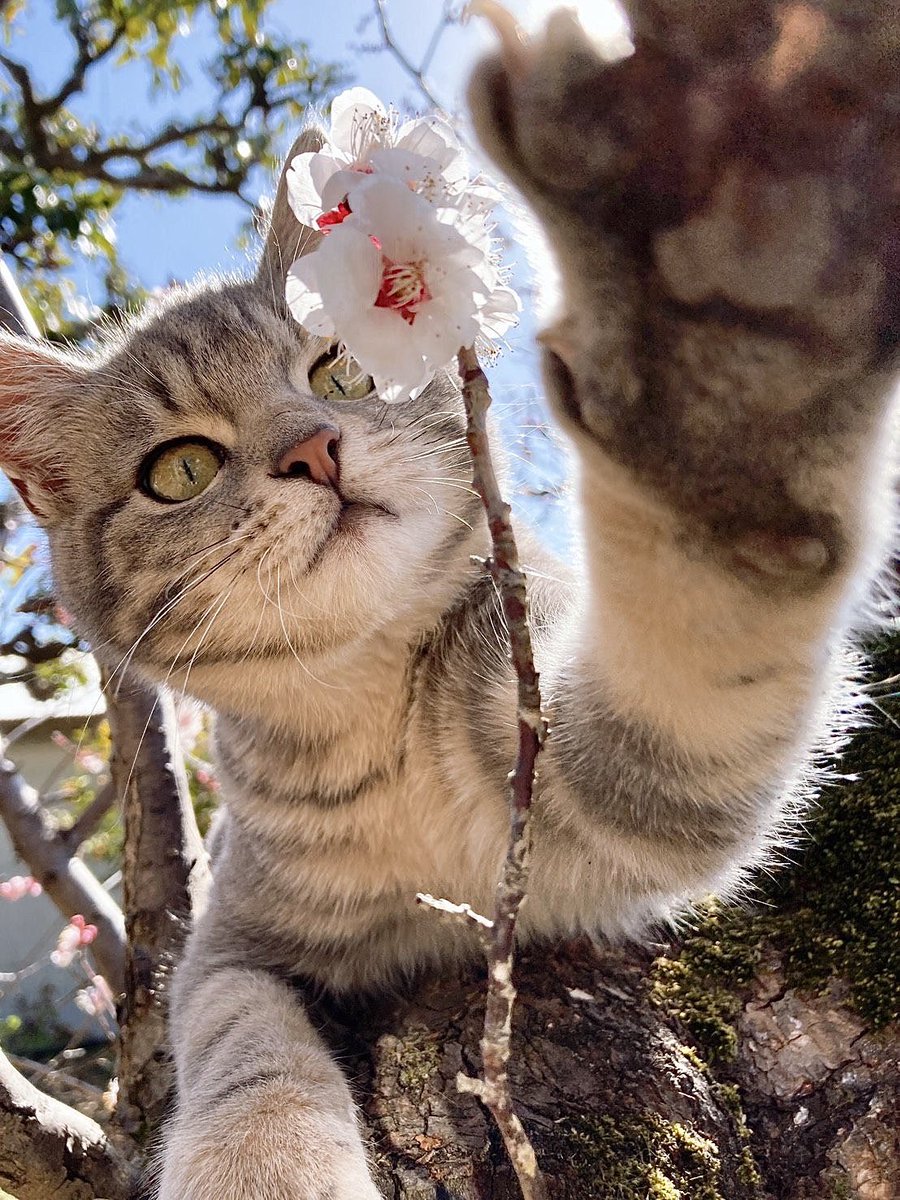 pattyfra1's tweet image. I gatti sono misteriosi; hanno più cose per la testa
di quanto potremmo mai immaginare.

🖌️🐈‍⬛ Walter Scott 
#catlovers